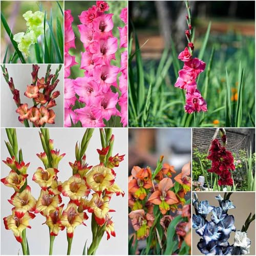bulbi di gladioli bulbi primavera letti elevati per giardino primavera Decorazione balcone ufficio Copertura del 10pcs