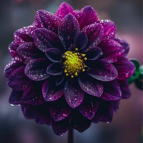 Dalia Perenne – Adecuado para Plantación al Aire Libre & Diseño de Paisaje, Siembra en Primavera y Otoño-2 Rizomas-a