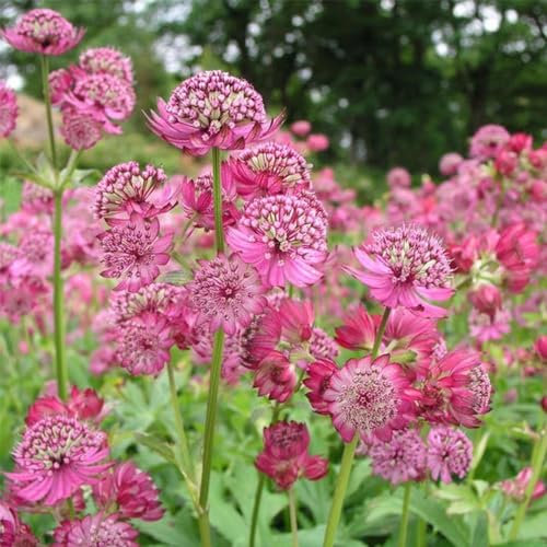400 pcs Sterndolde samen - bienen wiese balkonpflanzen winterhart,Astrantia major, bienenweide saatgut bonsai samen pflanze bienenfreundliche blumensamen balkonblumen blumen geschenk