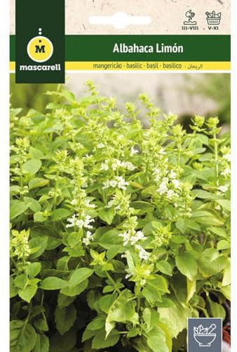 Mascarell Semillas, ALBAHACA LIMÓN, Semillas de Hierbas Aromáticas para Plantar, Crea tu Propio Huerto en Casa, 1,5 Gramos