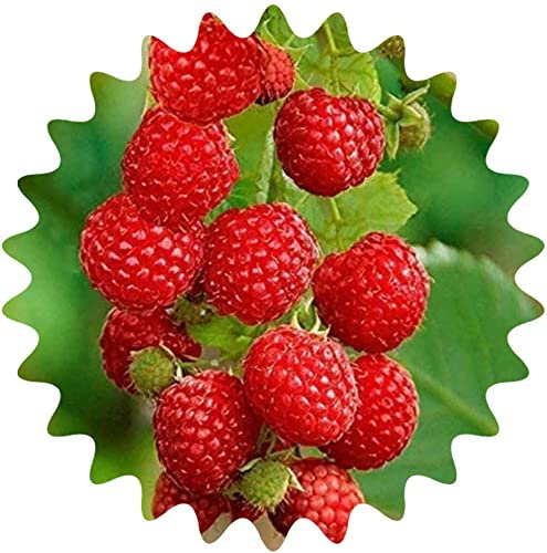 Rouge framboise / env. 50 graines / Rubus idaeus / résistant au gel / vivace