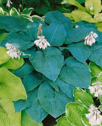Hosta sieboldiana 'Blue Angel' 13 cm Topf – Winterhart, Mehrjährig, Pflegeleicht – Blaublatt-Funkie – Staude für Schattenbeet & Kübel