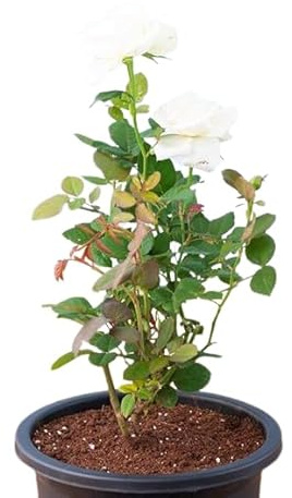 Rosal Exterior Blanco la Belleza Natural de un Jardín en Flor
