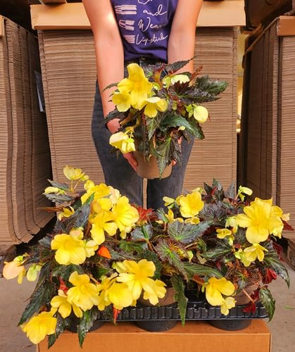POWERS TO FLOWERS - BEGONIA PENDULA DA BALCONE, A FIORE GIALLO, 6 PIANTE, VASO 14 CM, piante vere