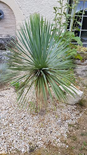 Yucca rostrata/Godet Anti-Chignon