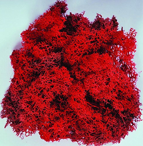Biotope Aquatics Ltd - Reindeer Moss - Preserved for Air Plant Decor, Tillandsia Craft, Flower Arranging, House Airplant (Red)