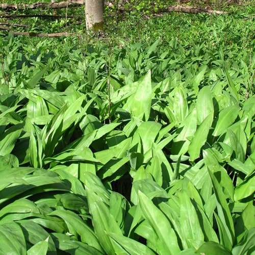 Aglio Orsino aglio selvaggio perenni di resistente selvaggio inverno semi giardino 100pcs