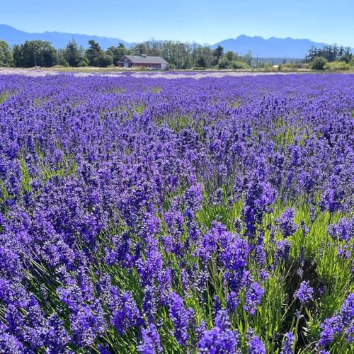 semi di lavanda, raro giardino roccioso d'appartamento 50pcs