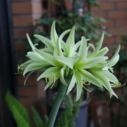 bulbo de amarilis - Hippeastrum - exterior de jardín interior invernaderos balcón interior exóticas Cobertura resistente decoración 5pcs