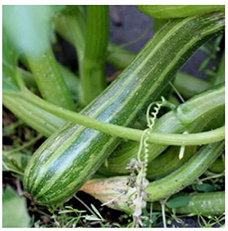 PREMIER SEEDS DIRECT - Italian COURGETTE - COCOZELLE DI Napoli - 30 Seeds