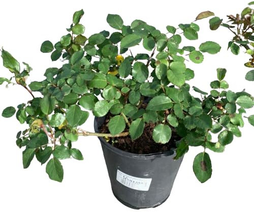 Rosal Exterior Rojo Natural Planta Resistente y Fácil de Cuidar