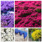 10000+semi di timo strisciante copertura del terreno, semi di fiore perenne non OGM, Hardy Thymus Serpyllum, alternativa phlox strisciante per paesaggistica & giardini percorsi
