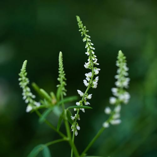 meliloto dolce - Melilotus officinalis - da giardino esotici culinarie rare Semi di selvatici, tappezzanti, resistenti, perenni primaverili giardino di aromatiche 100semi