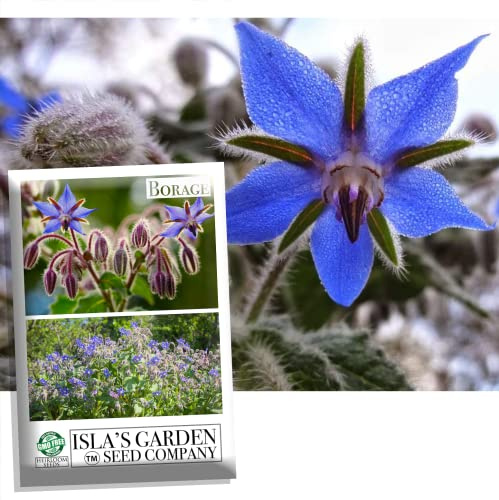 Borage Herbal Flower Seeds for Planting, 125+ Seeds Per Packet, (Isla's Garden Seeds), Non GMO & Heirloom Seeds, Botanical Name: Borago officinalis, 85% Germination Rates