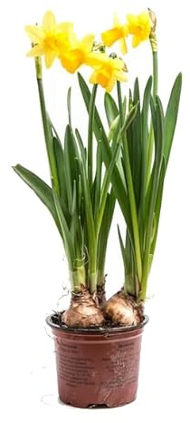 Narciso de Invierno Natural Bulbo en Maceta para un Jardín Encantador