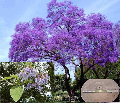 1000 Samen EXTRA CLEAN Paulownia tomentosa, Kiri Baum, Klimabaum, Blauglockenbaum