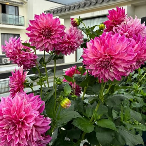 Bulbos de dalia, bulbos de tempranas para lugares soleados Las perennes son perennes resistentes 5pcs