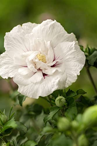 Hibiscus syriacus 'White Chiffon' 80-100 cm - Gartenhibiskus, weiße gefüllte Blüten, Blütezeit Juli-September, ideal für Hecken, pflegeleicht und winterhart