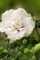Hibiscus syriacus 'White Chiffon' 80-100 cm - Gartenhibiskus, weiße gefüllte Blüten, Blütezeit Juli-September, ideal für Hecken, pflegeleicht und winterhart