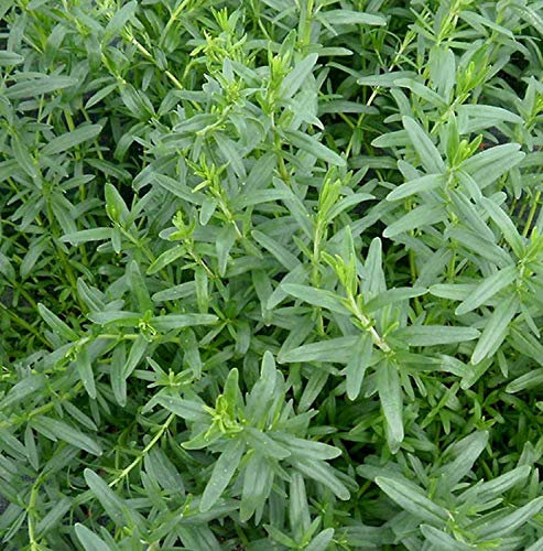 Germinazione I Semi: Santoreggia Heritage Semi - Bulk - 25.000 Semi:Semi