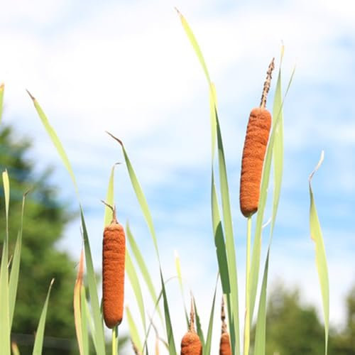 Zwergrohrkolben samen, Typha orientalis-samen kräutergarten, Rohrkolbensamen samen, stauden seltene pflanzen ziergras winterharte pflanzen für garten, sommerblumen wildkräuter samen 500pcs