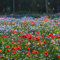 Miscela di semi di fiori selvatici, fiori perenni resistenti facili da coltivare, eccellente miscela per tutti gli usi, ideale per aiuole e bordi, Confezione da 10g, Italian Wild Flower Seeds Mix