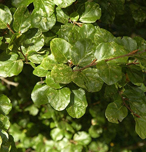 Säulen Rotbuche Cockleshell 40-60cm - Fagus sylvatica