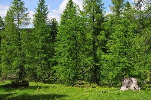 10st. Lärche – Larix decidua 50-80cm | Schnellwachsende Forst- & Gartenpflanze | Winterhart, robust & pflegeleicht, mit goldgelber Herbstfärbung | Wurzelware