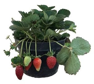 Planta de Fresa Natural - Cultivo Exterior - Planta Fácil de Mantener