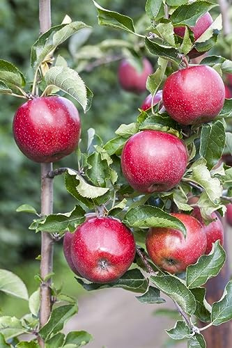 Malus domestica 'Florina' 150–200 cm – Winterhart, Mehrjährig, Pflegeleicht – Apfelbaum – Obstbaum für Garten & Obstwiese