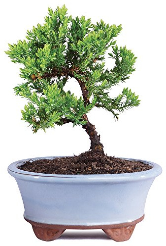 Brussel's Bonsai - Live Green Mound Juniper Bonsai Tree, Outdoor Bonsai Tree Live Plant in Decorative Container, 3 Years Old, 4-6 Inches Tall, Easy Care Bonsai for Patio Garden Decor (Small)