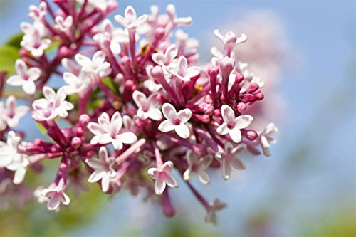 Syringa microphylla 'Superba' 80 cm Stammhöhe - Zwergflieder, rosa Blüten, Blütezeit Mai-Juni, duftend, ideal für kleine Gärten, pflegeleicht