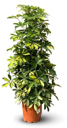 Attitude Jardin - Schefflera gold - capella - 100-110 cm - ⌀ 19 cm - plante d'intérieur