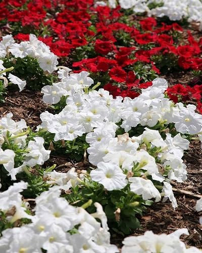 100 graines de pétunia rouge-blanc