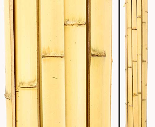 Cannes de lattes moso jaune, blanchis, largeur : 4,5 cm-longueur : 200 cm