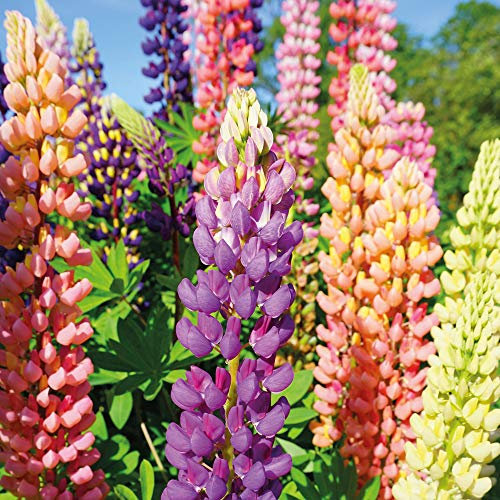 Lupin Hardy Garden Perennial Plant, Upright Plants, Attracts Pollinators, Summer Flowering, Cut Flowers, Cottage Gardens, 6 x Lupin Russell Hybrids Bare Root Plants by Thompson & Morgan (6)