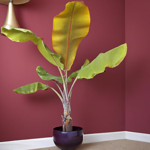 Dwarf Velvet Pink Banana Musa Velutina Tropical Houseplant Seeds - 10 Rare Seeds