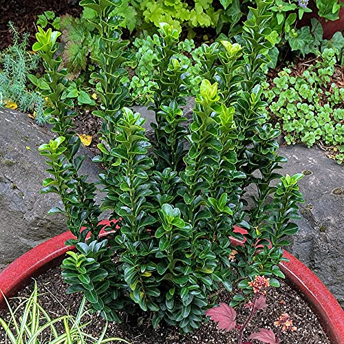 Euonymus Green Spire - Fusain du Japon - Arbuste persistant en pot à vendre.