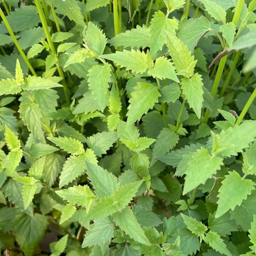 Pianta vera di Agastache mexicana - Diametro Vaso Ø 12 cm