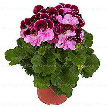 Graines De Géranium Bonsaï Graines De Fleurs Vivaces Bicolores Pelargonium Peltatum Fleurs En Pot Graines De Géranium Plante Pour Jardin