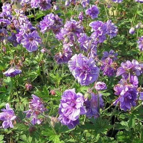 6 x Géranium vivace de l'himalaya - Geranium Himalayense - Godet 9x9cm - Fleurs bleues, attrayant abeilles, mi-ombre