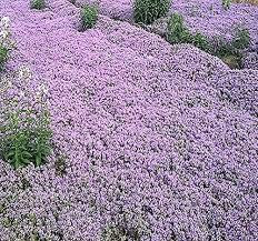 Creeping Thyme Samen, Erbschaft, NON-GMO, Variety Größen, (2000)