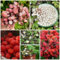100 Pcs Walderdbeeren Pflanze Samen - Klettererdbeeren Erdbeeren Samen, Obstbäume, Winterharte Pflanzen Für Garten Hängeerdbeeren Erdbeerpflanze Samen Obst Frisch, Winterharte Pflanzen
