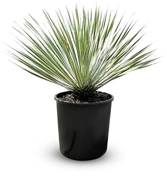 Sunny Tree Yucca Rostrata - Palmier - 0/5 cm - Lys de palmier résistant à l'hiver