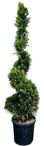 Tropictrees - Cupressocyparis Leylandii - Spiral 180 cm - Spiralen-Zypresse - Zypresse - Zierpflanze - Gartenpflanze - Immergrün - Leylandii - Winterhart - Bonsai - Blickfang