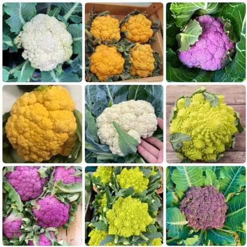semi di cavolfiore, vecchi semi di cavolfiore, semi biologici resistenti per il giardino 600pcs