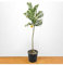 Baum del Chinotto 160 cm Zitrusfrüchte von Sizilien Vivaio Annese
