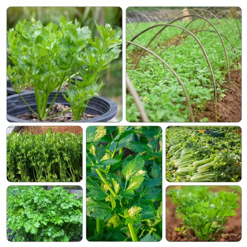 semillas de apio nabo - jardín de resistentes hortícolas jardín invierno Parterres elevados semillas 200pcs