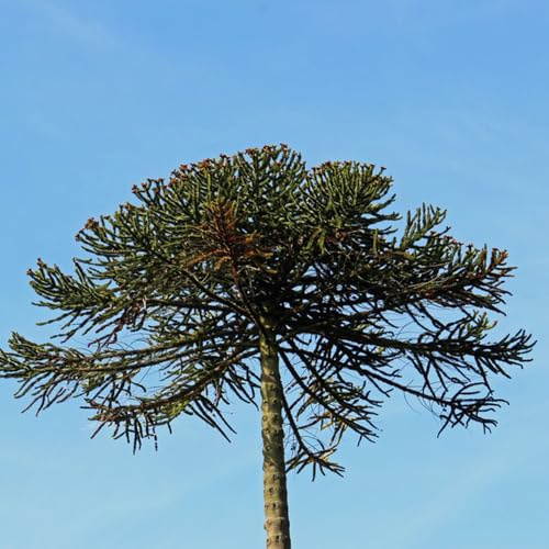 Semillas de Araucaria, de interior exóticas Semillas de Araucaria Araucana - Las de balcón son perennes resistentes 50pcs