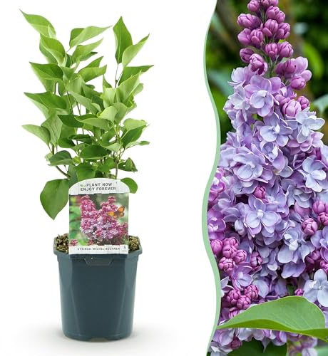 Syringa vulgaris Michel Buchner - Lillà comune - resistente - rosa - 35-45cm - Ø17cm - Pianta da giardino